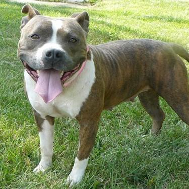 media/Southern Accents Blue Moon Pit Bull.jpg